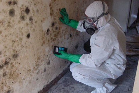 Mold removal in Toronto
