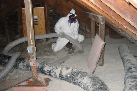 Attic Mold Removal