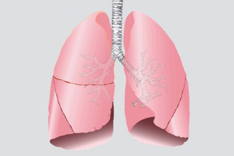 Lung Drawing