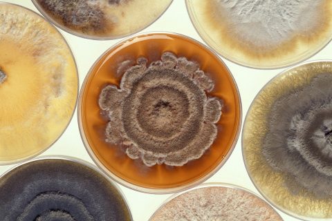 Petri Dishes with Mold