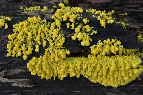 Yellow Mold Spores