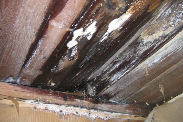 5 Causes of Attic Mold