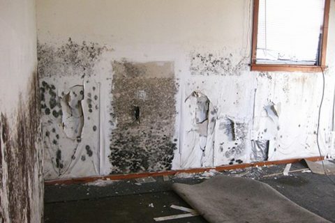 Mold Outbreak on Drywall Sheets