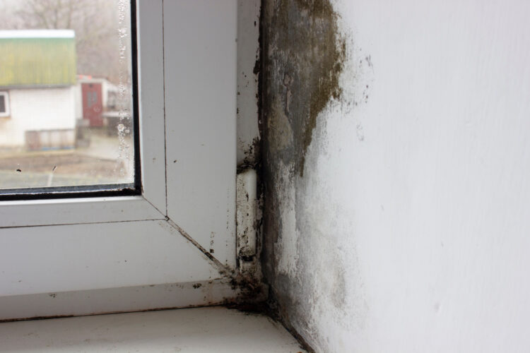 Top 5 Places Where Mold is Commonly Found in Your Home