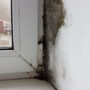 Top 5 Places Where Mold is Commonly Found in Your Home