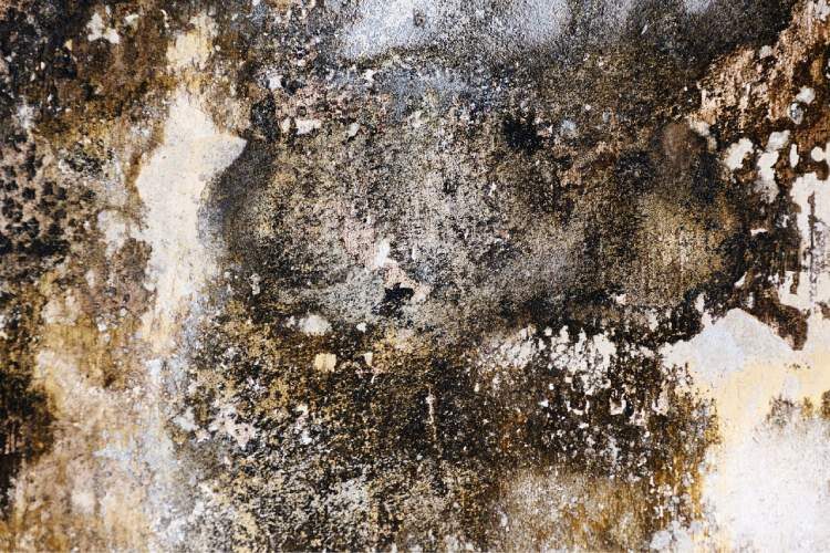 What are the Health Effects of Mold Exposure?