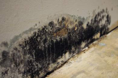 A wall showing a significant mold infestation of black and dark green mold